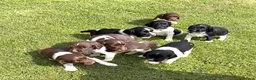 English Springer Spaniel dogs for sale: KC Working Springer Springer Puppies - Advert 8