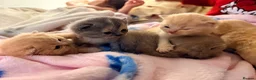 British Shorthair cats for sale: Beautiful British Shorthair Kittens-Rare colours - Advert 14