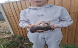 Ferret rodents for sale: Stunning ferret kits - Image 7