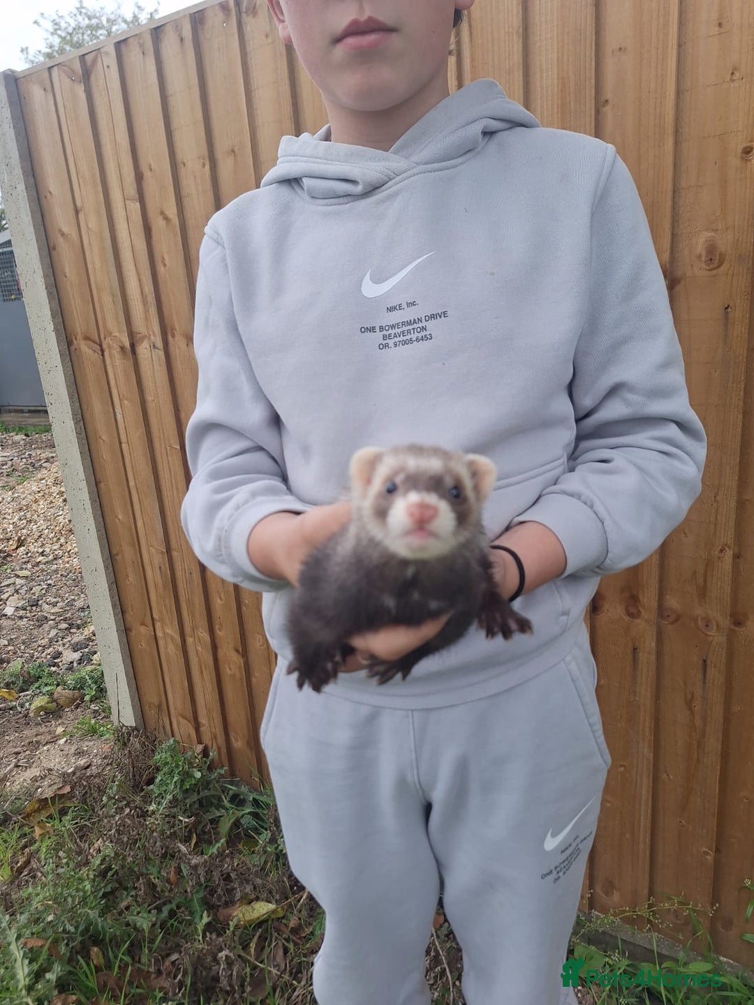Ferret rodents for sale: Stunning ferret kits - Image 7