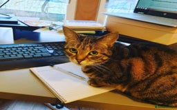 Arabian Mau cats for adoption: Loving Retirement Home in Scotland - Image 8