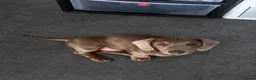 Miniature Dachshund dogs for sale: Beautiful boy mini dachshund!!  - Advert 3