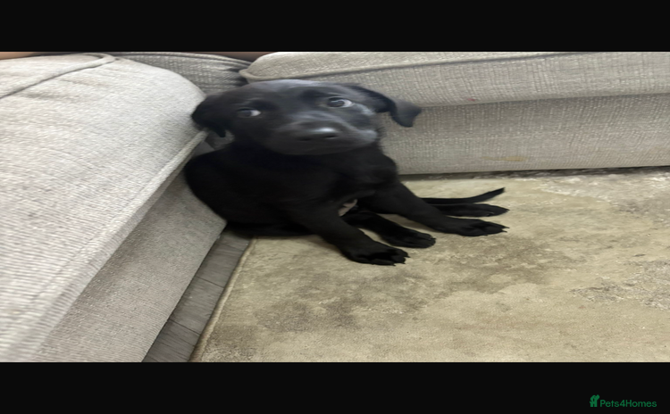 Mixed Breed dogs - Advert 1