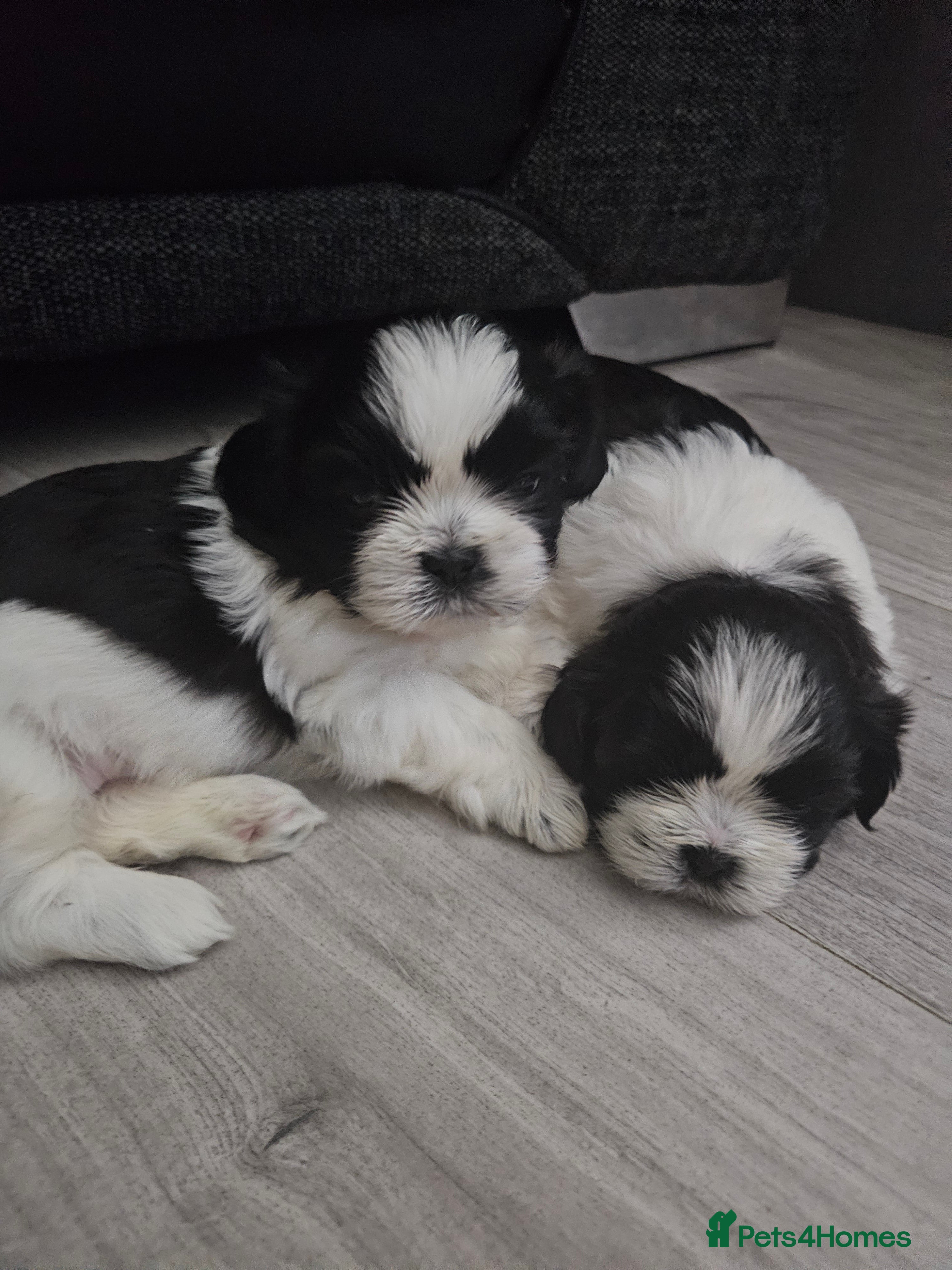 Shih Tzu dogs 💞 Gorgeous Shih Tzu Boy Puppies 💞 - Advert 16