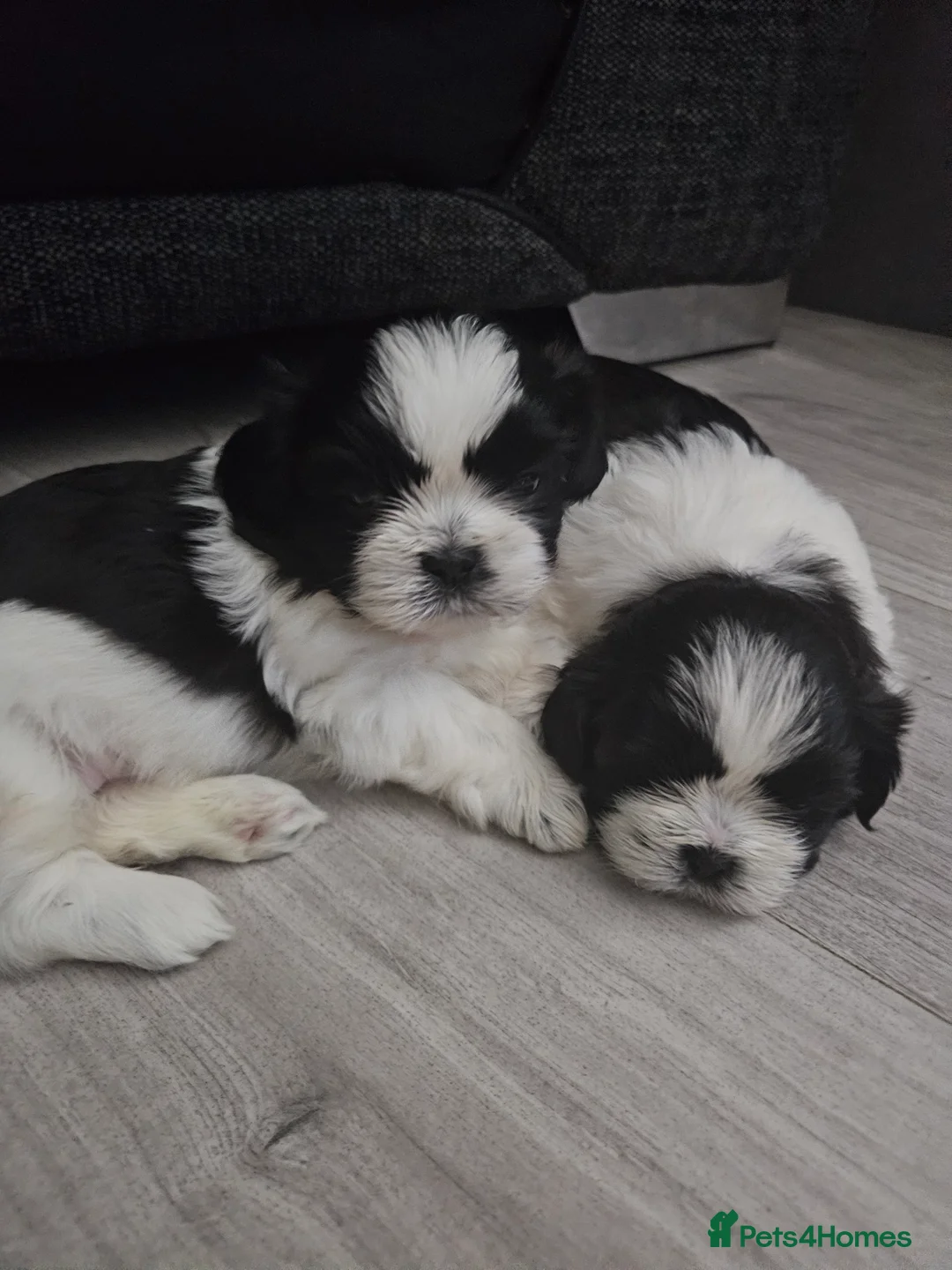 Shih Tzu dogs for sale: 💞 Gorgeous Shih Tzu Boy Puppies 💞 - Advert 1