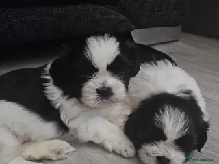 Shih Tzu dogs 💞 Gorgeous Shih Tzu Boy Puppies 💞 - Advert 7