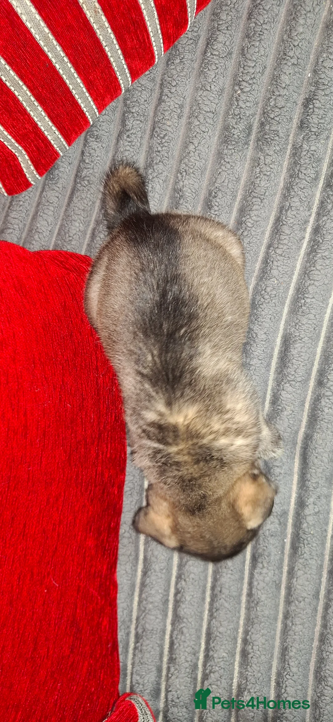 Mixed Breed dogs for sale: Siberian husky + Rus A Pei - Advert 7