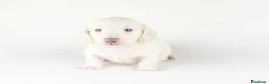 Miniature Dachshund Puppy 4