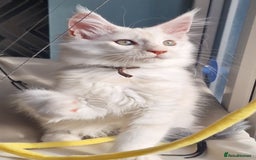 Maine Coon cats for sale: Beautiful Fluffy Maine Coon Kittens - Image 6