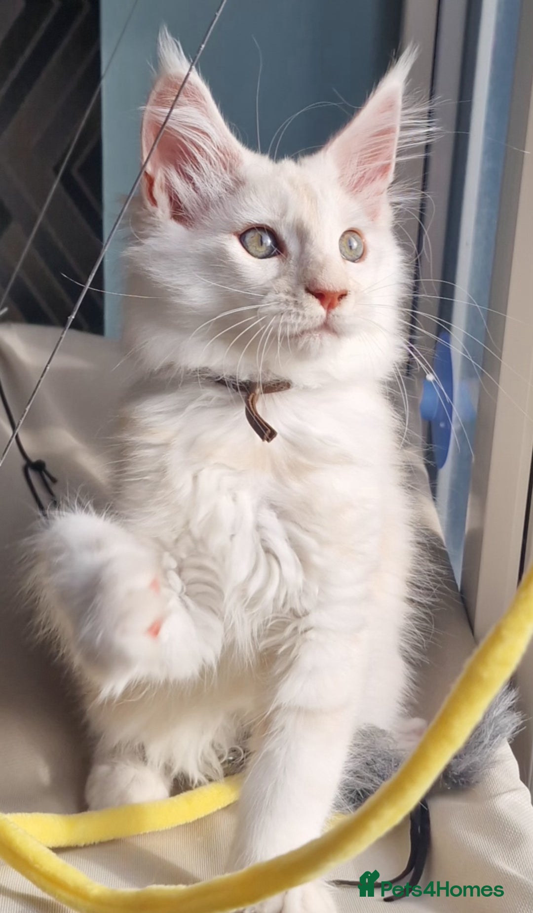 Maine Coon cats for sale: Beautiful Fluffy Maine Coon Kittens - Image 6