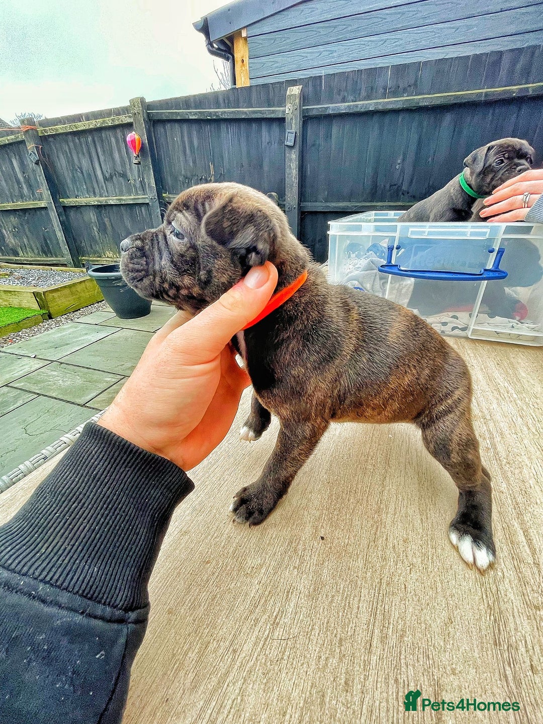 Staffordshire Bull Terrier dogs for sale: Staffordshire bull terrier puppies - Advert 6