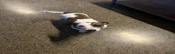 Jack Russell dogs for sale: Jack Russell Terrier Puppies – Purebred Bloodline - Advert 8