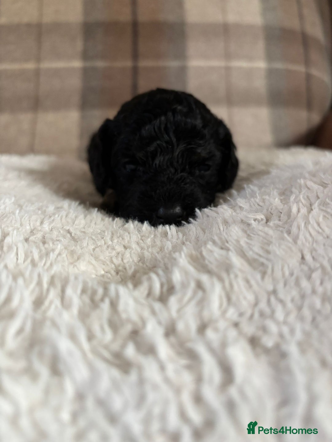 Cockapoo dogs for sale: Cockapoo - Image 4