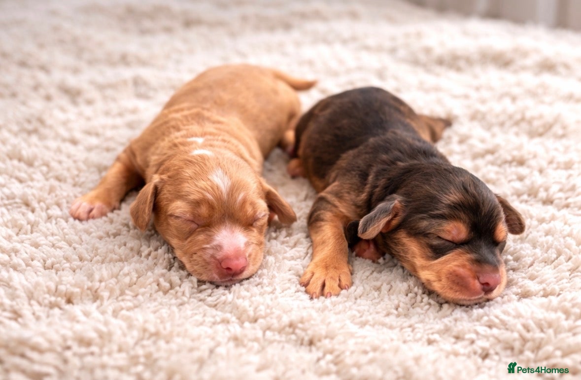 Cockapoo dogs F1 Cockapoo puppies. 1 Golden & 1 Chocolate/Tan in Rotherham - Advert 3