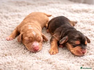 Cockapoo dogs F1 Cockapoo puppies. 1 Golden & 1 Chocolate/Tan in Rotherham - Advert 3