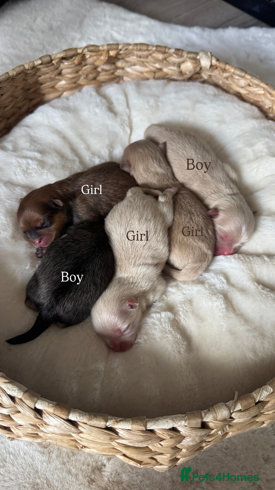 Pomeranian dogs for sale: 5 PERFECT KC POMERANIANS 🐶 - Image 2