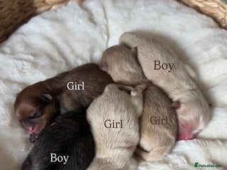 Pomeranian dogs TEDDY KC POMERANIANS 🐶 - Advert 4