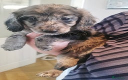 Cockapoo dogs for sale: Cockapoo puppies  - Image 1