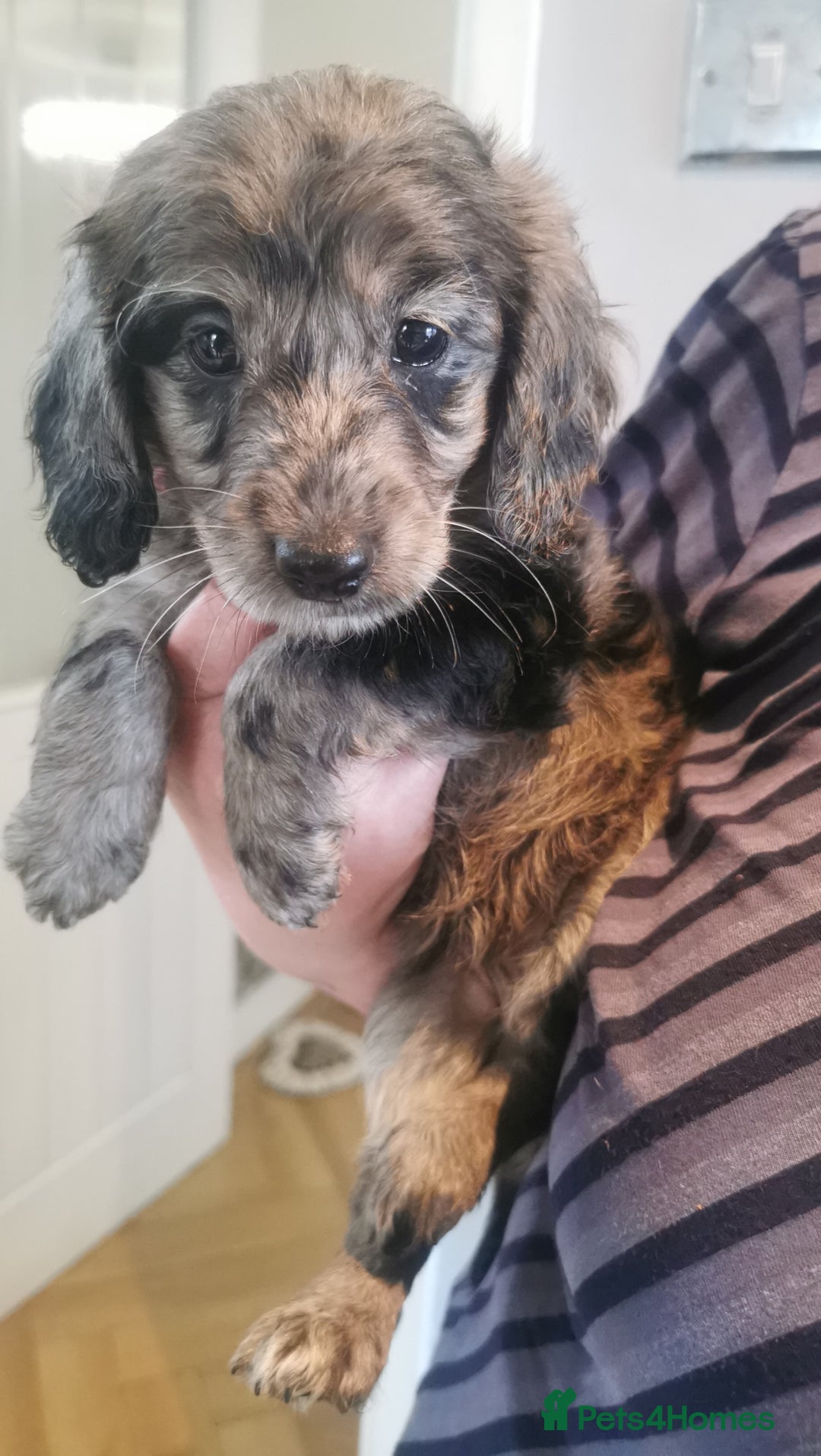 Cockapoo dogs for sale: Cockapoo puppies  - Image 1