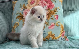 Ragdoll cats for sale: One pet boy  - Image 3