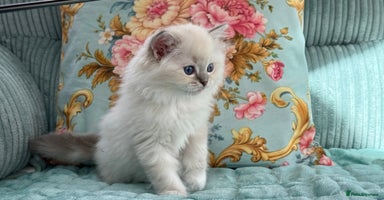 Ragdoll cats - Advert 7