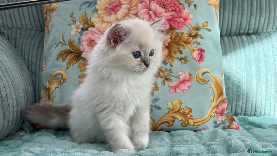 Ragdoll cats for sale: One pet boy  - Image 3