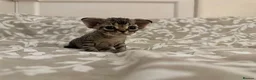 Devon Rex cats for sale: 2026 Devon Rex litters  - Advert 25