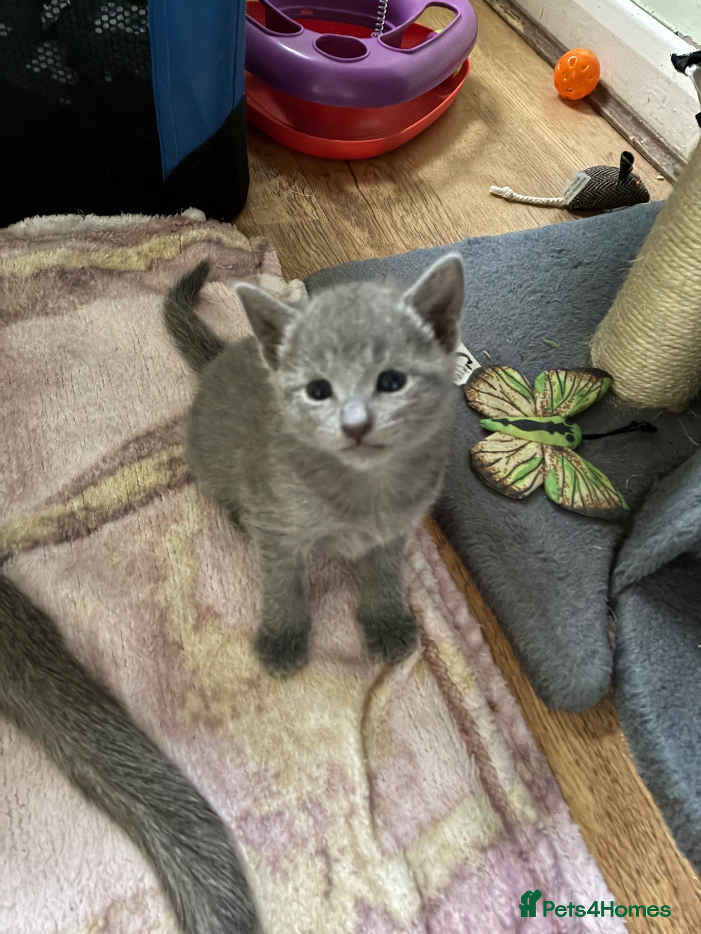 Russian Blue cats TICA 5* pedigree Russian Blue Kittens - Advert 2