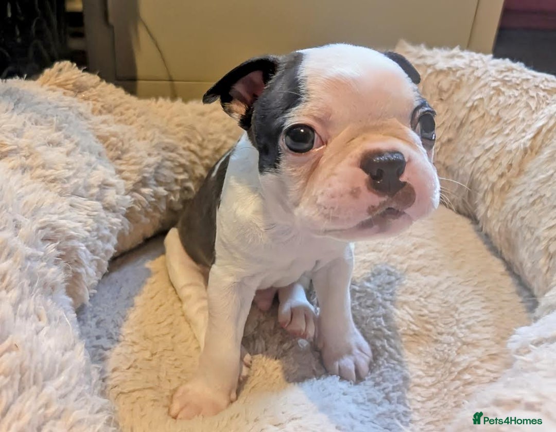Boston Terrier dogs for sale: Adorable KC reg Boston Terrier Puppies - Image 25