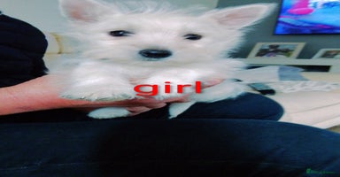 West Highland Terrier dogs - Advert 3