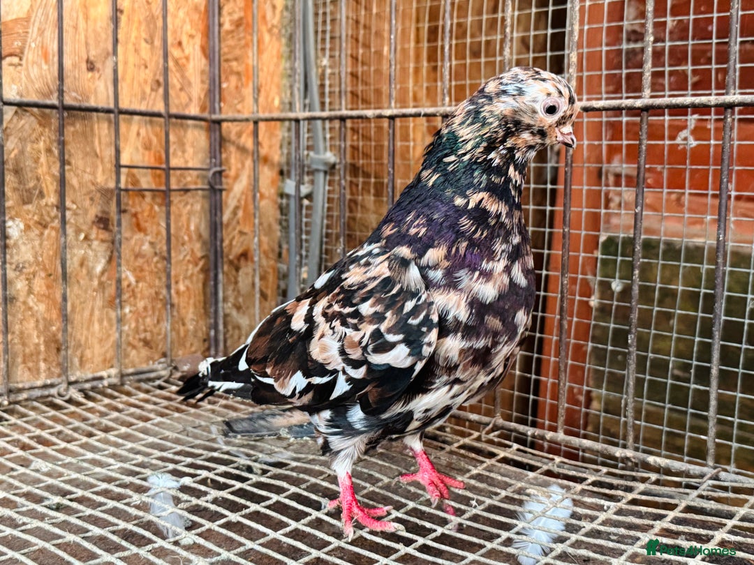 Pigeons birds for sale: RARE COLOUR PORTUGUESE TUMBLER PIGEONS - Advert 7