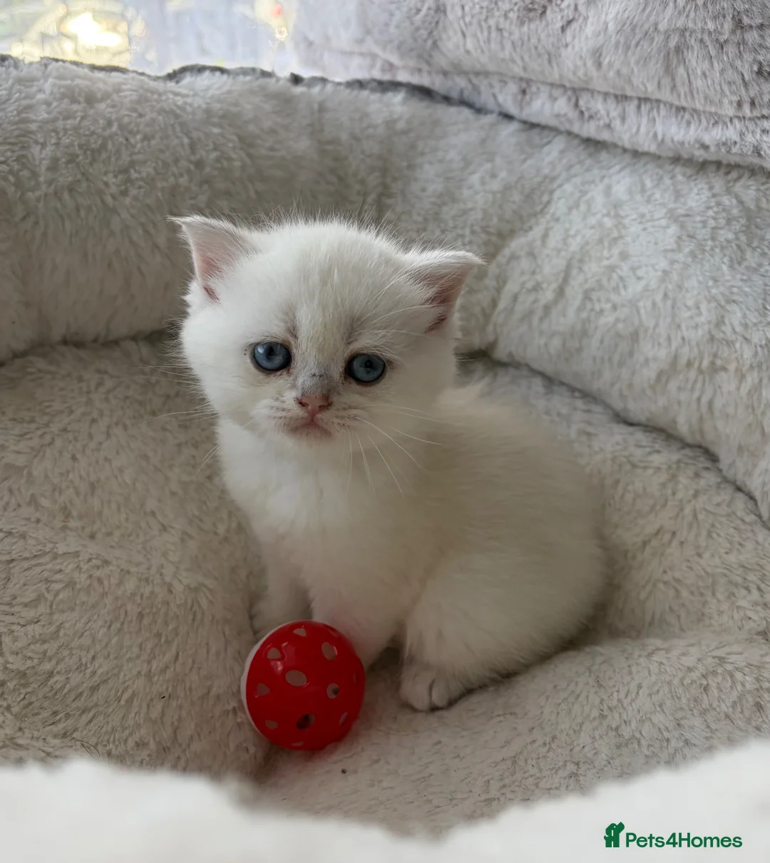 Scottish Fold cats for sale: Adorable Scottish Fold Kitten  - Advert 2