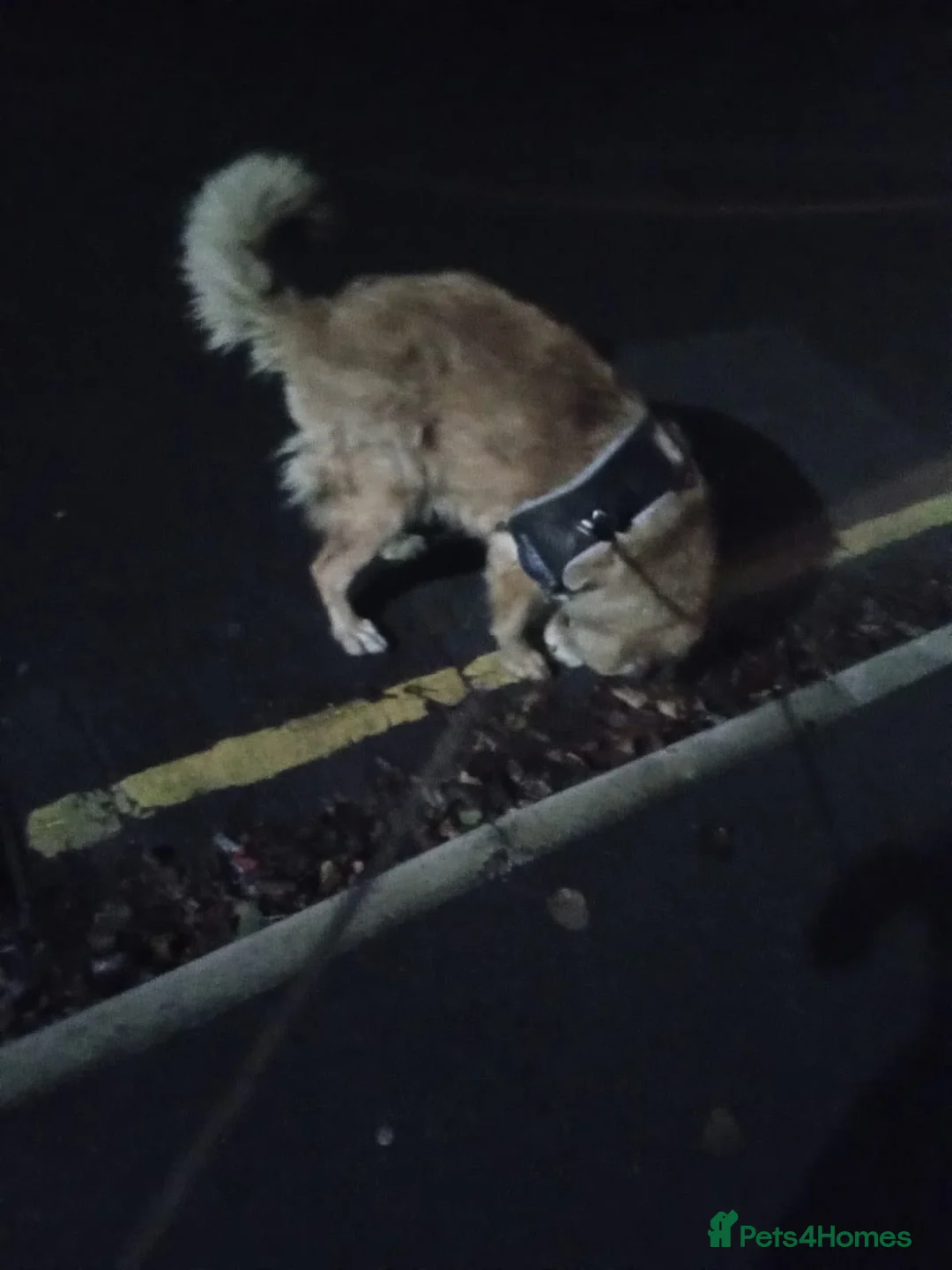 Mixed Breed dogs for sale: Caucasian shepherd cross puppies in Widnes - Advert 10