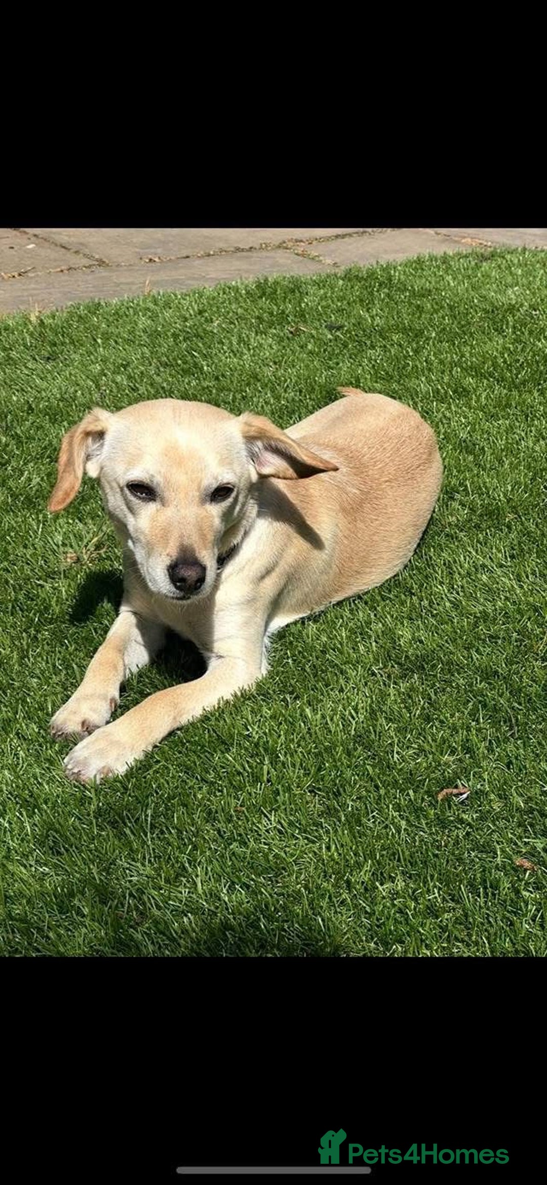 Mixed Breed dogs for adoption: Chester the little boy  - Advert 2