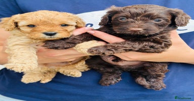 Cavapoo dogs - Advert 8