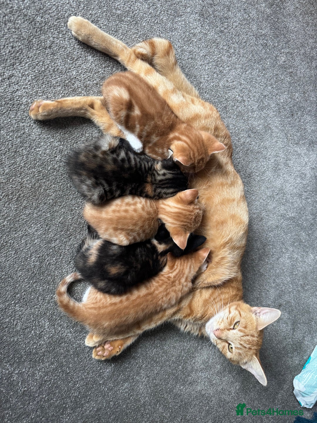 Mixed Breed cats for sale: Part Bengal Ginger Kittens for Sale - READY NOW - Image 11
