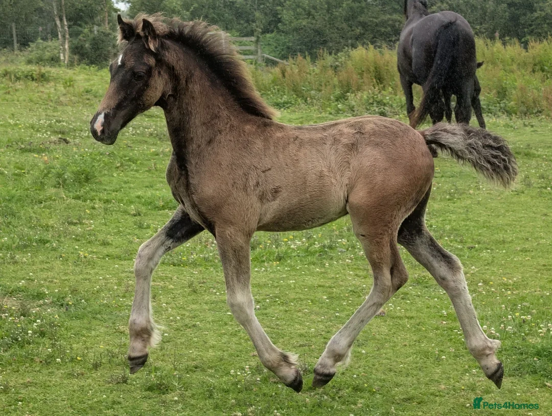 Welsh Section D horses for sale: Bred in purple all-rounder  - Advert 1