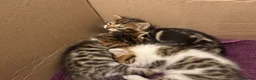 Mixed Breed cats for sale: 🐾 3 Beautiful Bengal Mix Kittens - Advert 3