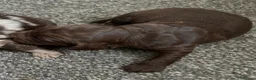 Sproodle dogs for sale: STUNNING F2 MERLE SPROODLES - Advert 32