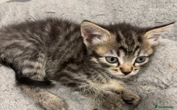 Mixed Breed cats for sale: 4 kittens looking for their forever homes  - Image 3