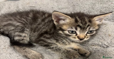 Mixed Breed cats - Advert 5