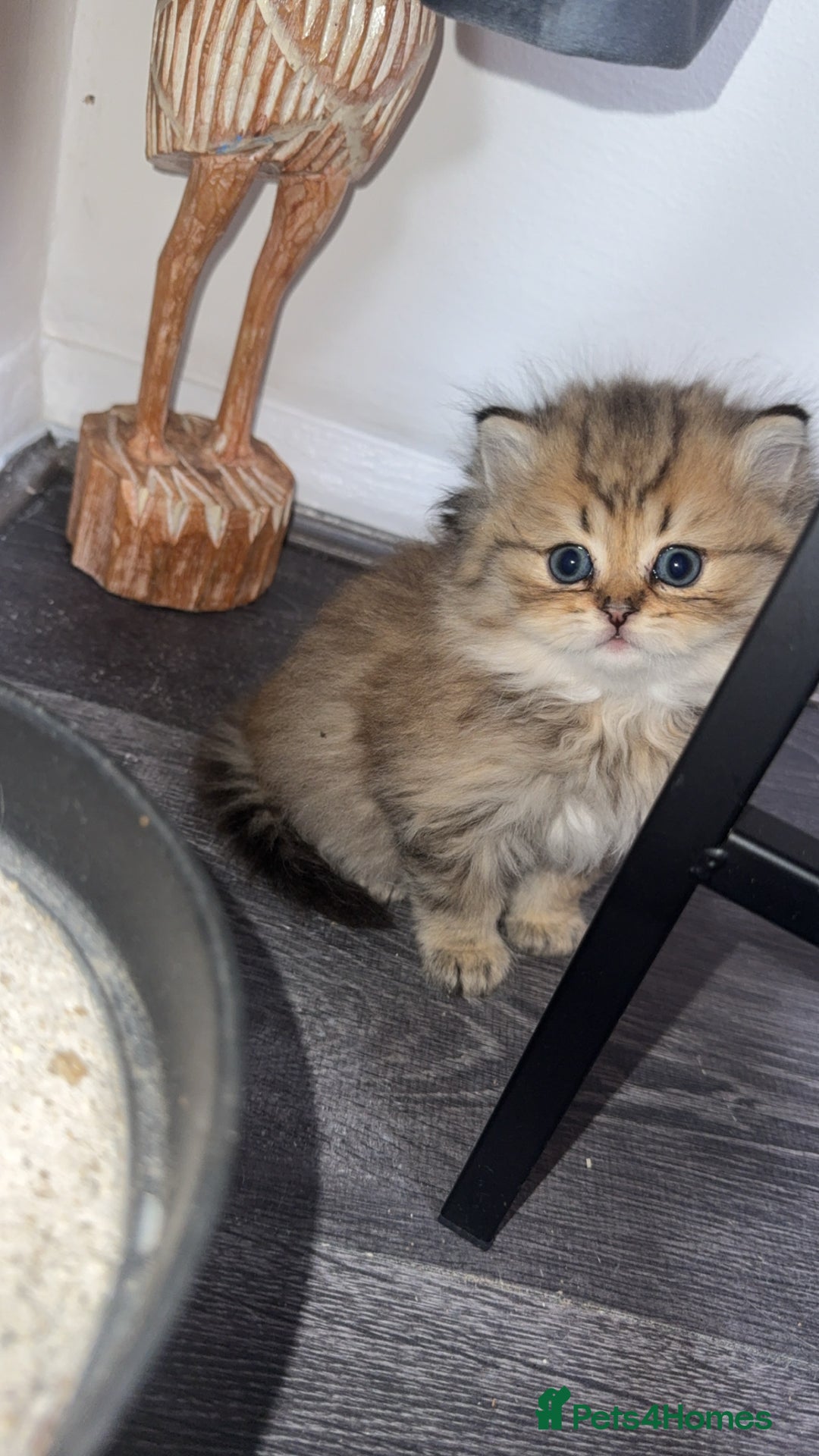 Persian cats for sale: Persian chinchilla kittens  - Advert 29