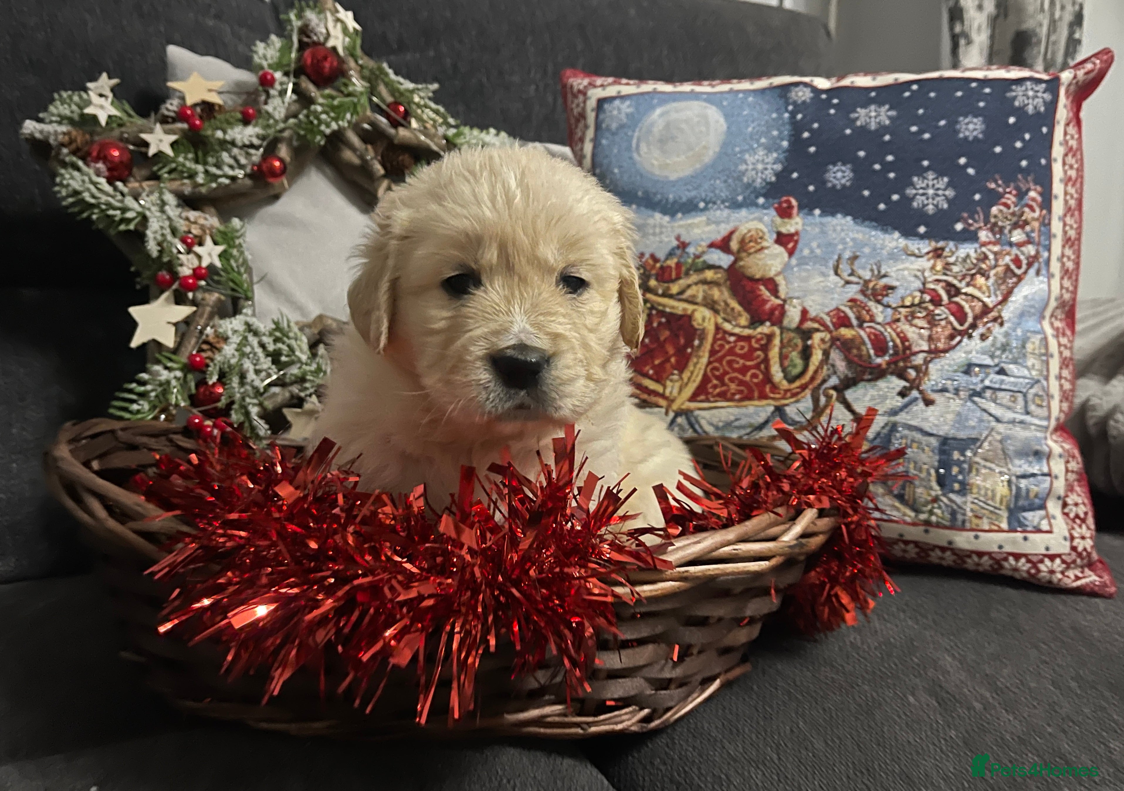 Golden Retriever dogs Perfectly Awesome Golden Retrievers  - Advert 18