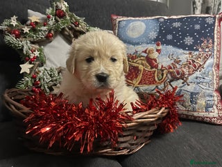 Golden Retriever dogs Perfectly Awesome Golden Retrievers - Advert 3