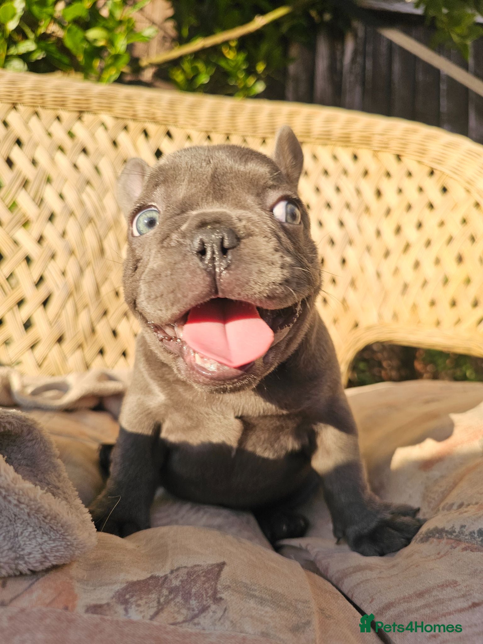 French Bulldog dogs Adorable French Bulldog Brother & Sister - Advert 1