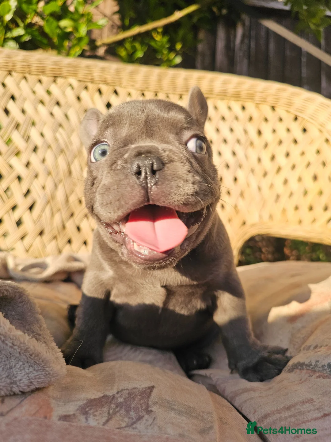 French Bulldog dogs for sale: Adorable French Bulldog Brother & Sister - Advert 1