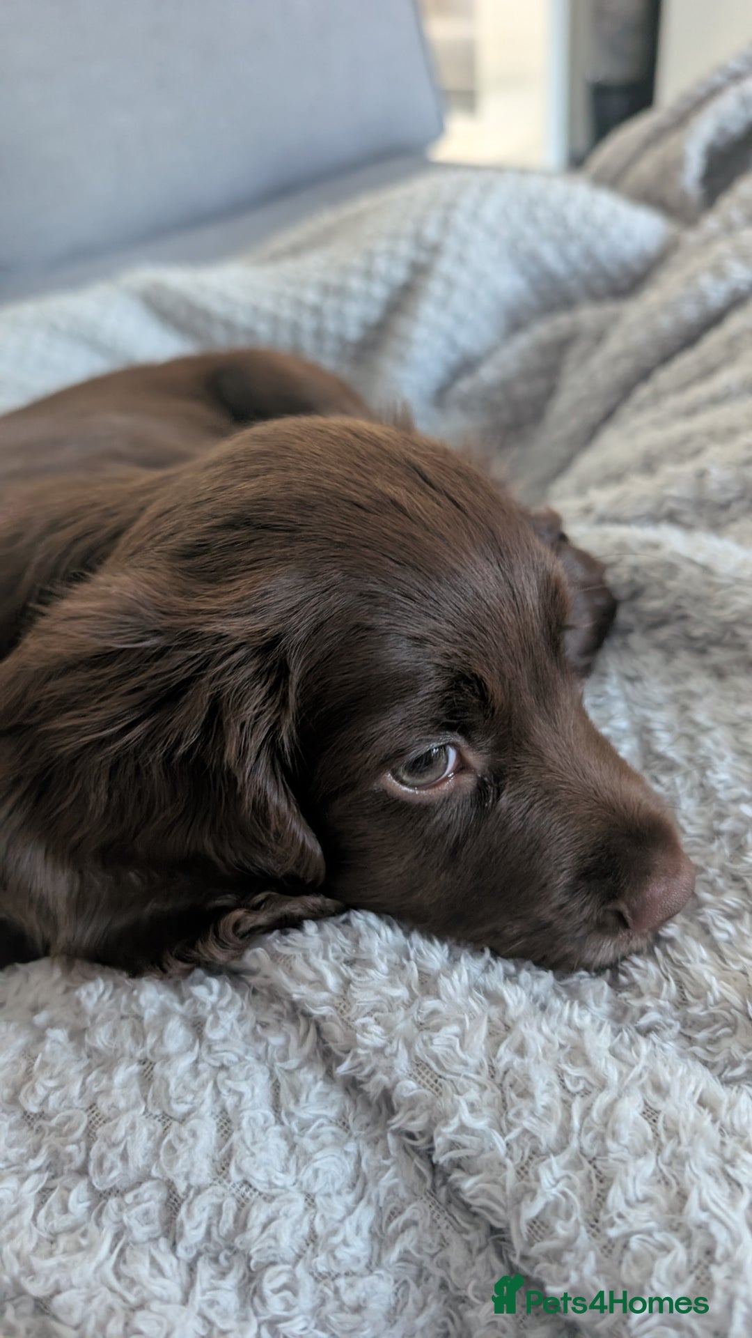 Cocker Spaniel dogs for sale: Cocker spaniel female - Image 3