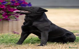 Labrador Retriever dogs for stud: KC Reg, DNA Clear, 0/0 Hips, Produces Chocolate in March - Image 6