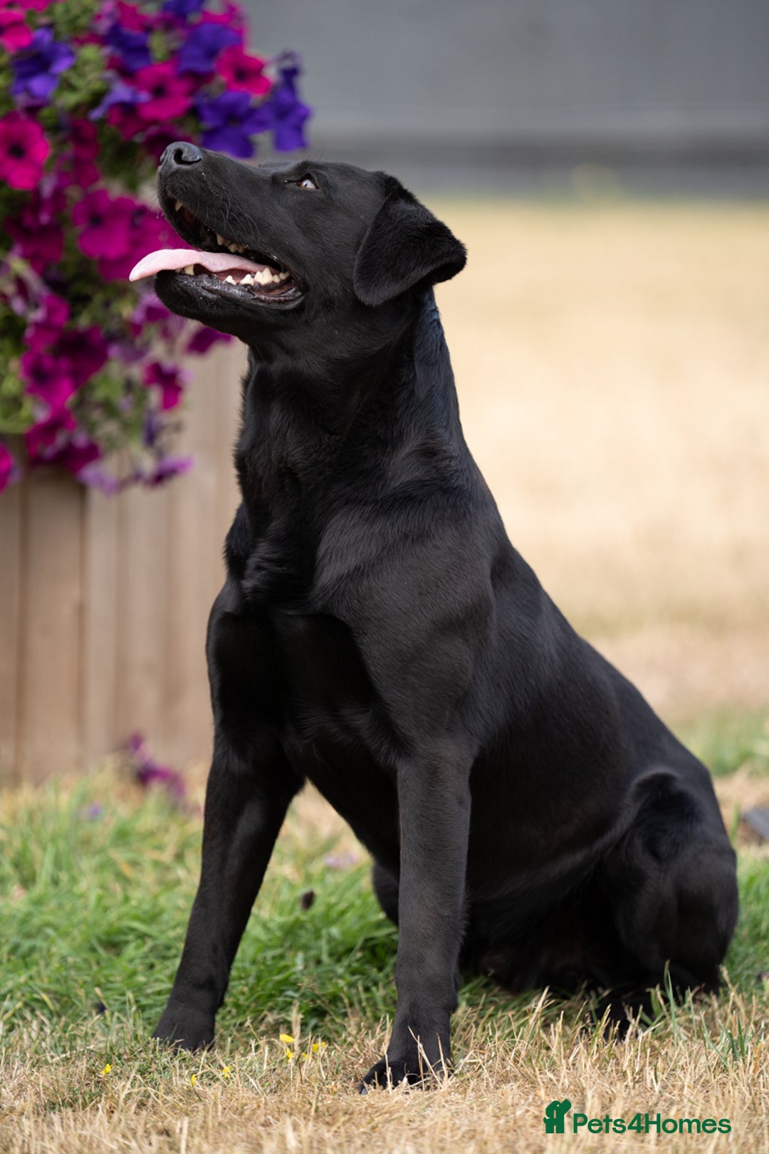 Labrador Retriever dogs for stud: KC Reg, DNA Clear, 0/0 Hips, Produces Chocolate in March - Image 6