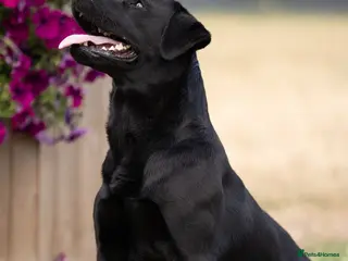 Labrador Retriever dogs KC Reg, DNA Clear, 0/0 Hips, Produces Chocolate in March - Advert 20